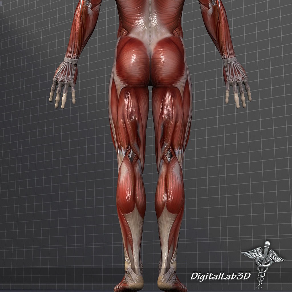 Human Male Muscular System 3D Model – Anatomical Rigged Asset, FBX - View 7