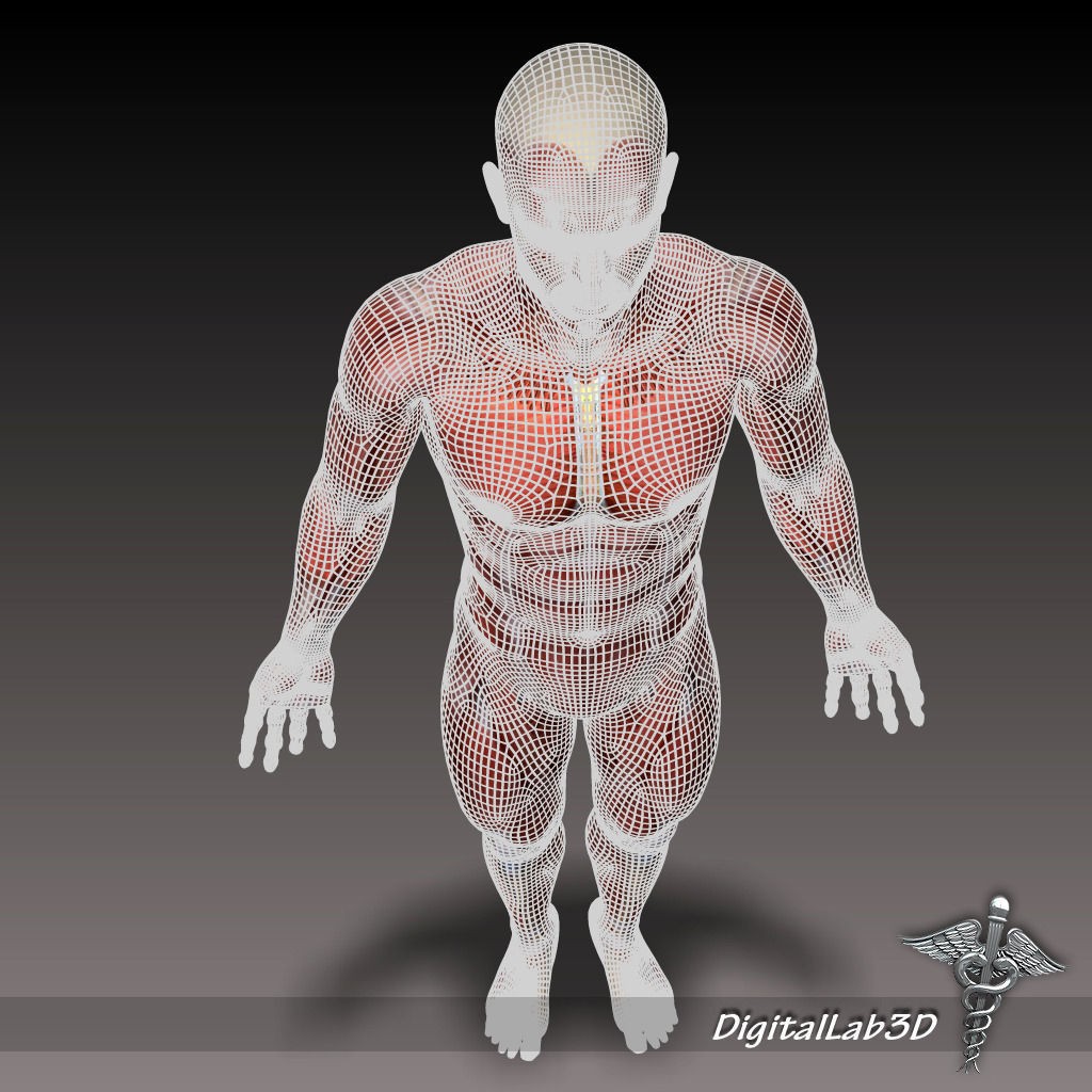 Human Male Muscular System 3D Model – Anatomical Rigged Asset, FBX - View 8