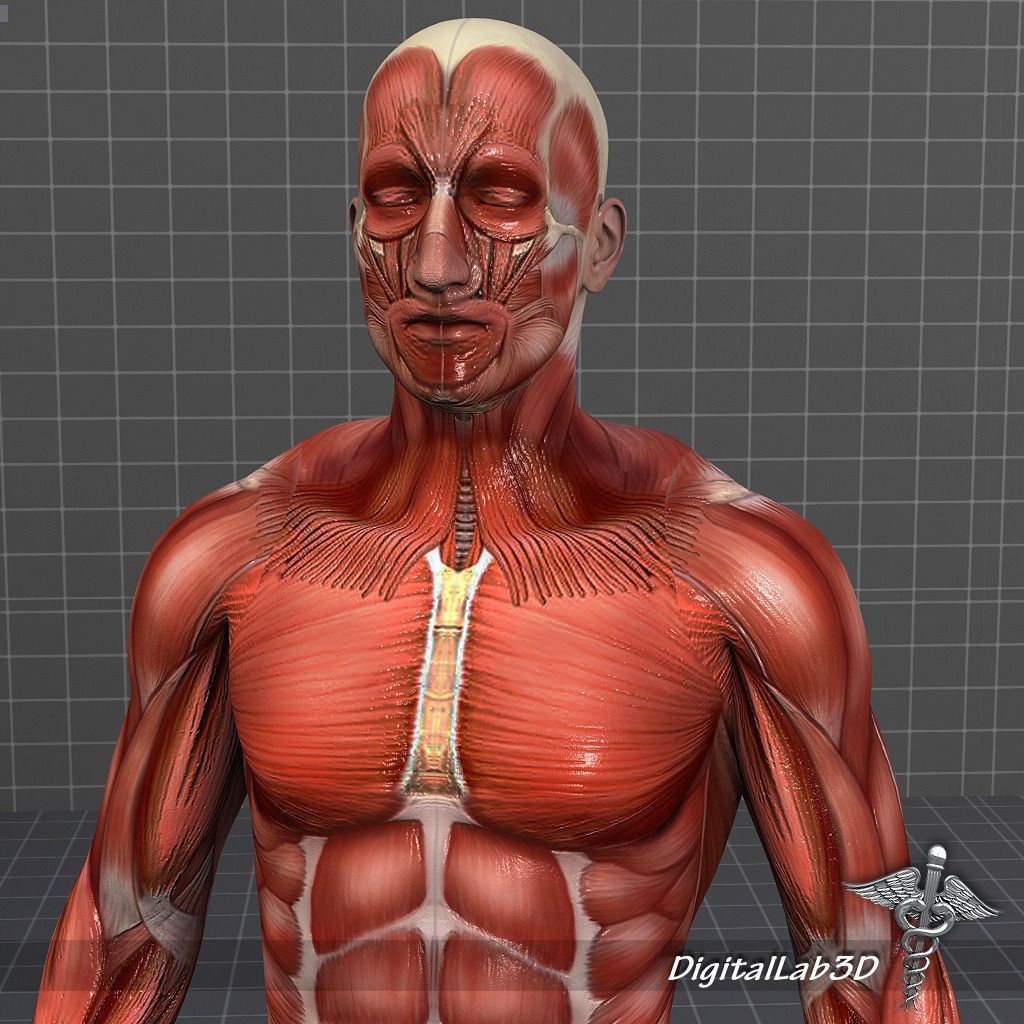 Human Male Muscular System 3D Model – Anatomical Rigged Asset, FBX - View 9