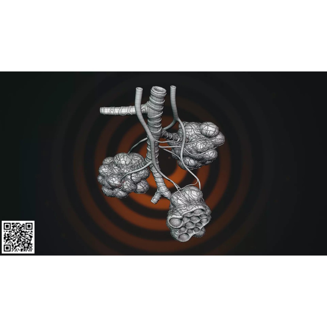 Human Alveoli 3D Model – Anatomically Accurate for Medical Visualization