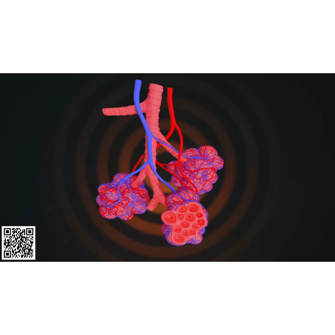 Human Alveoli 3D Model – Anatomically Accurate for Medical Visualization - View 2