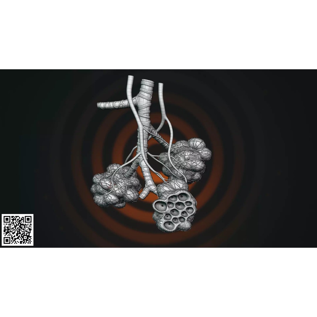 Human Alveoli 3D Model – Anatomically Accurate for Medical Visualization - View 3
