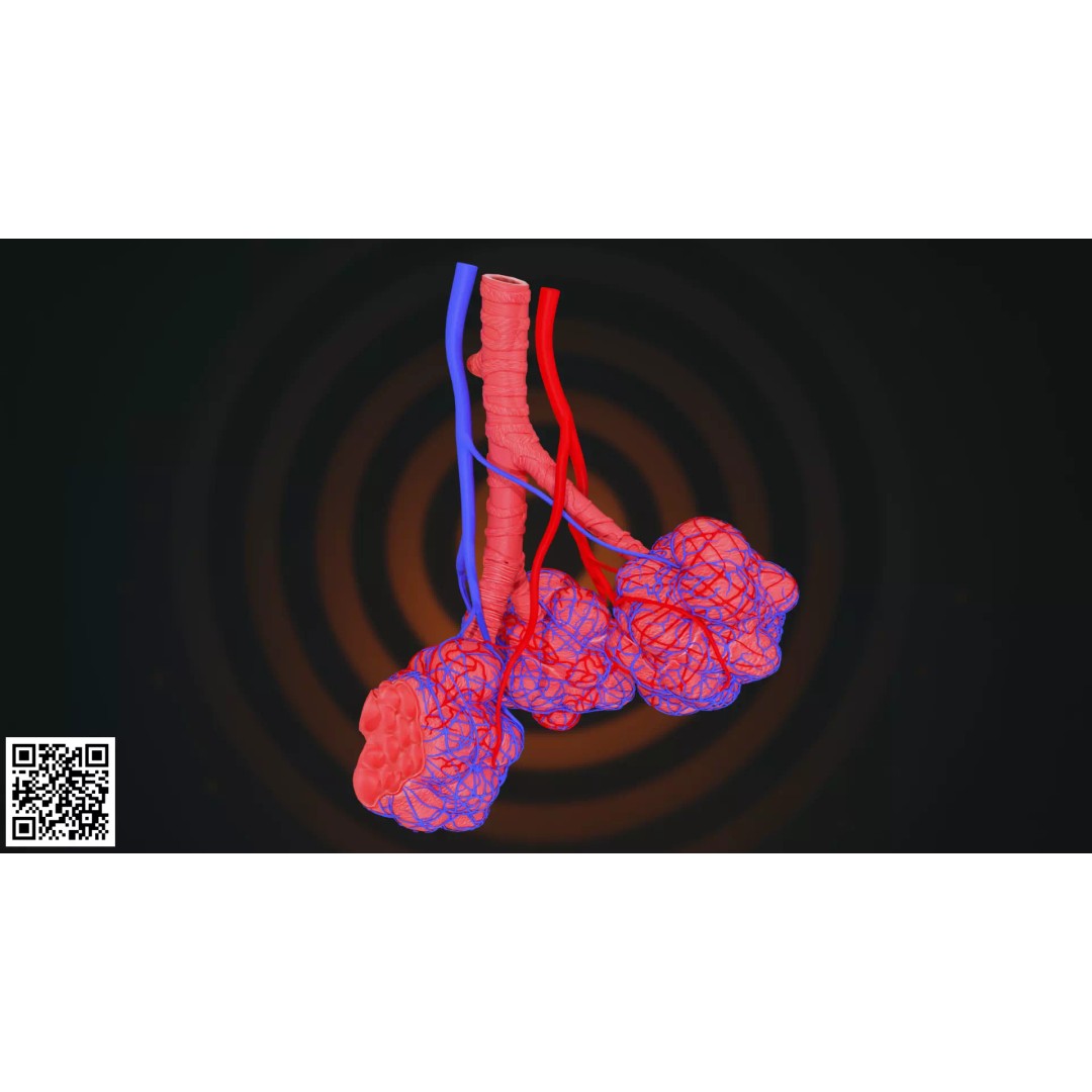 Human Alveoli 3D Model – Anatomically Accurate for Medical Visualization - View 4