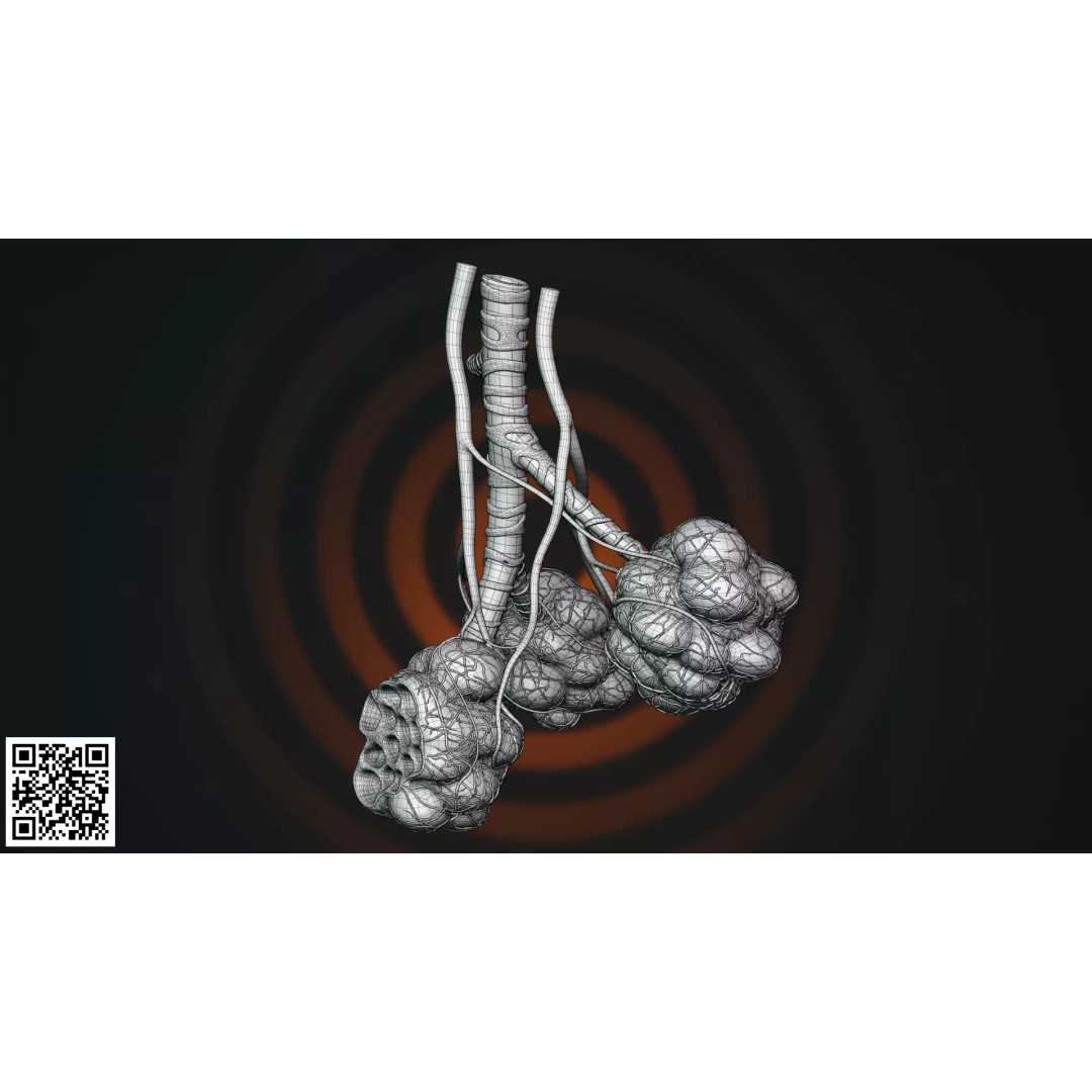 Human Alveoli 3D Model – Anatomically Accurate for Medical Visualization - View 5