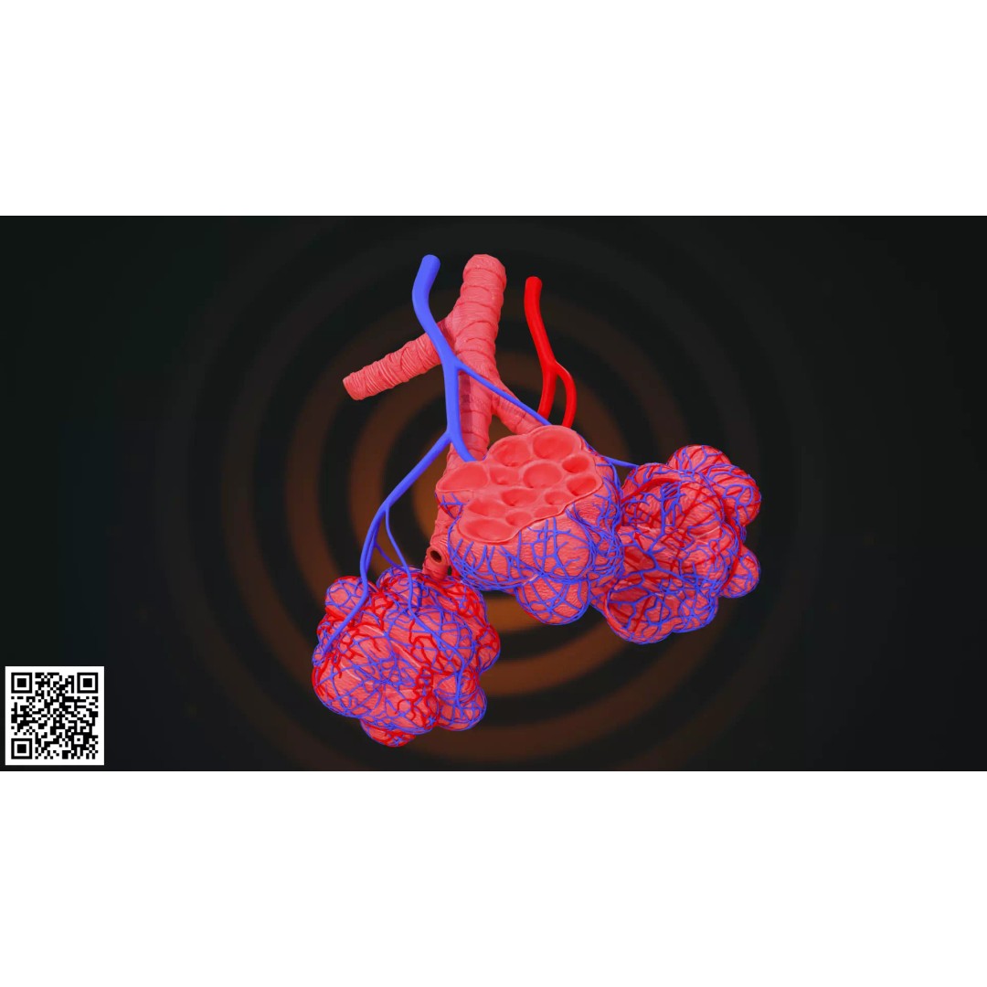Human Alveoli 3D Model – Anatomically Accurate for Medical Visualization - View 6