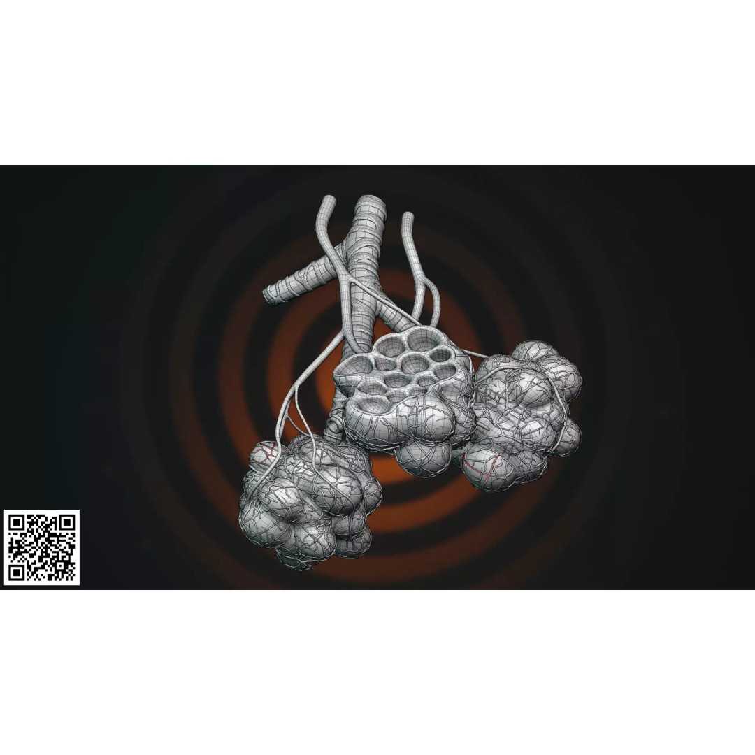 Human Alveoli 3D Model – Anatomically Accurate for Medical Visualization - View 7