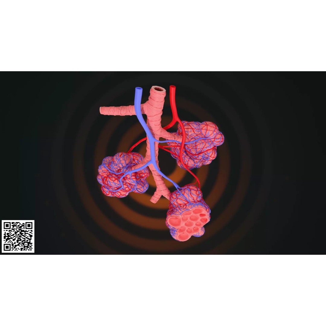 Human Alveoli 3D Model – Anatomically Accurate for Medical Visualization - View 8