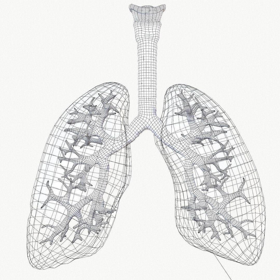 Respiratory System 3D Model – Realistic Anatomy Asset, FBX, OBJ