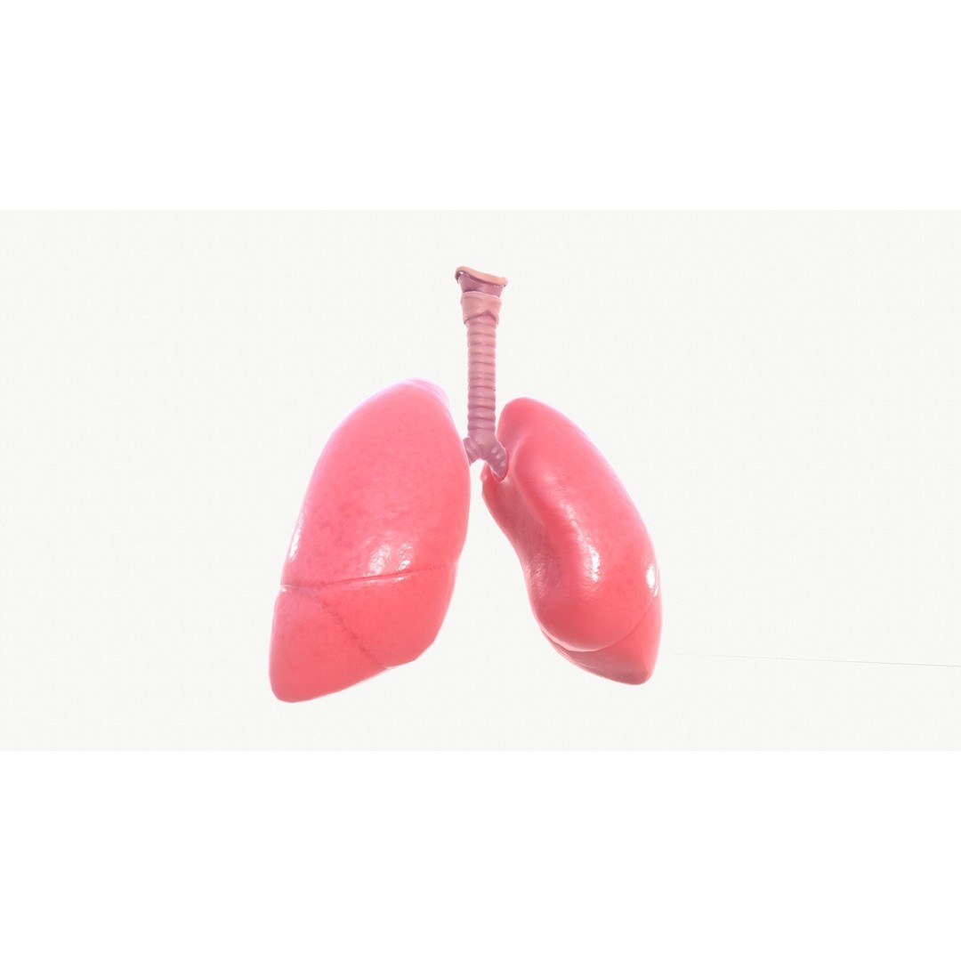 Respiratory System 3D Model – Realistic Anatomy Asset, FBX, OBJ - View 10