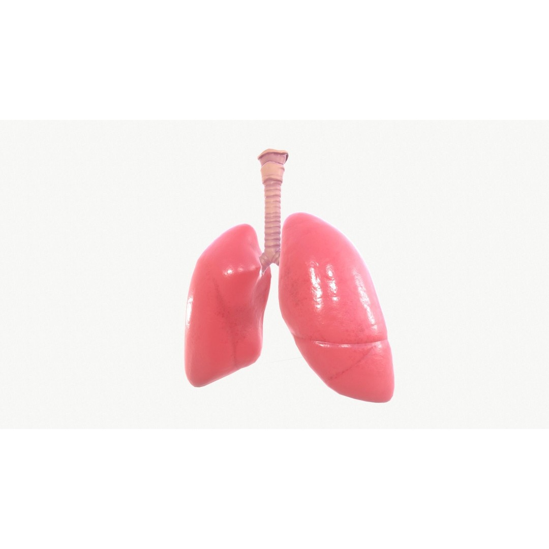 Respiratory System 3D Model – Realistic Anatomy Asset, FBX, OBJ - View 11