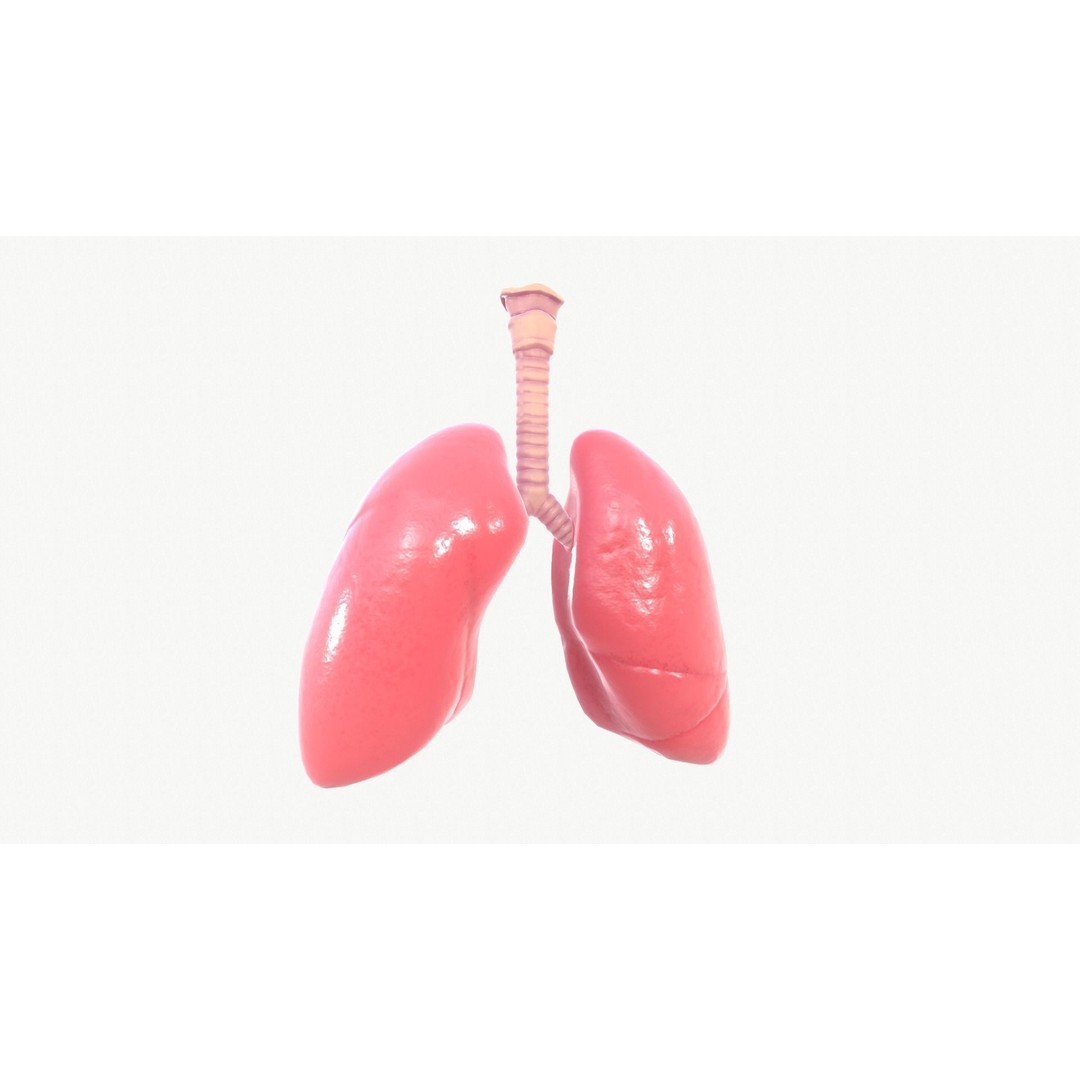 Respiratory System 3D Model – Realistic Anatomy Asset, FBX, OBJ - View 12