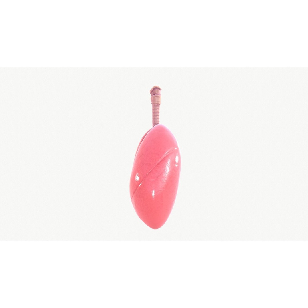 Respiratory System 3D Model – Realistic Anatomy Asset, FBX, OBJ - View 13