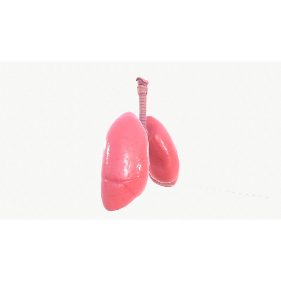 Respiratory System 3D Model – Realistic Anatomy Asset, FBX, OBJ - View 14