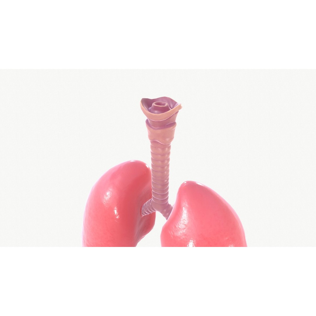 Respiratory System 3D Model – Realistic Anatomy Asset, FBX, OBJ - View 15