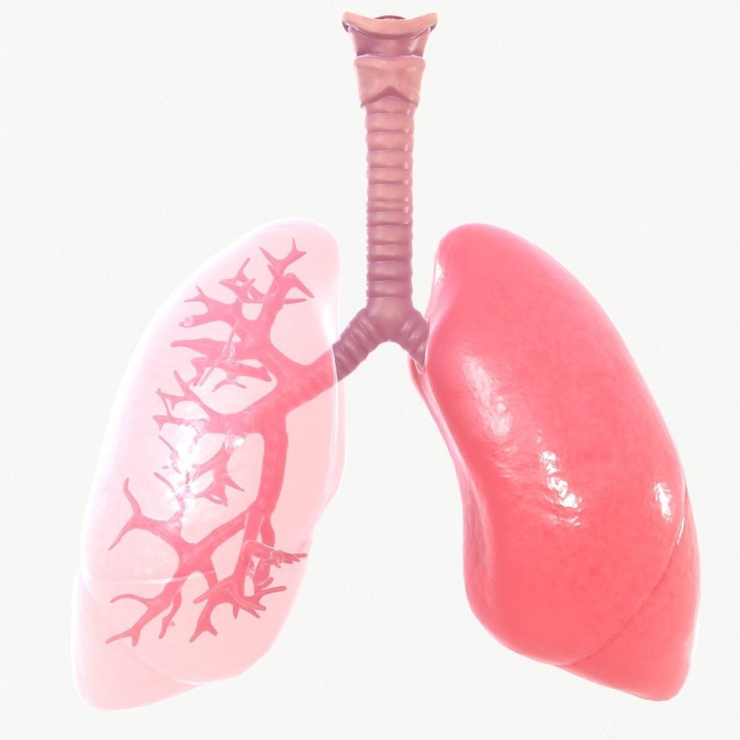 Respiratory System 3D Model – Realistic Anatomy Asset, FBX, OBJ - View 16