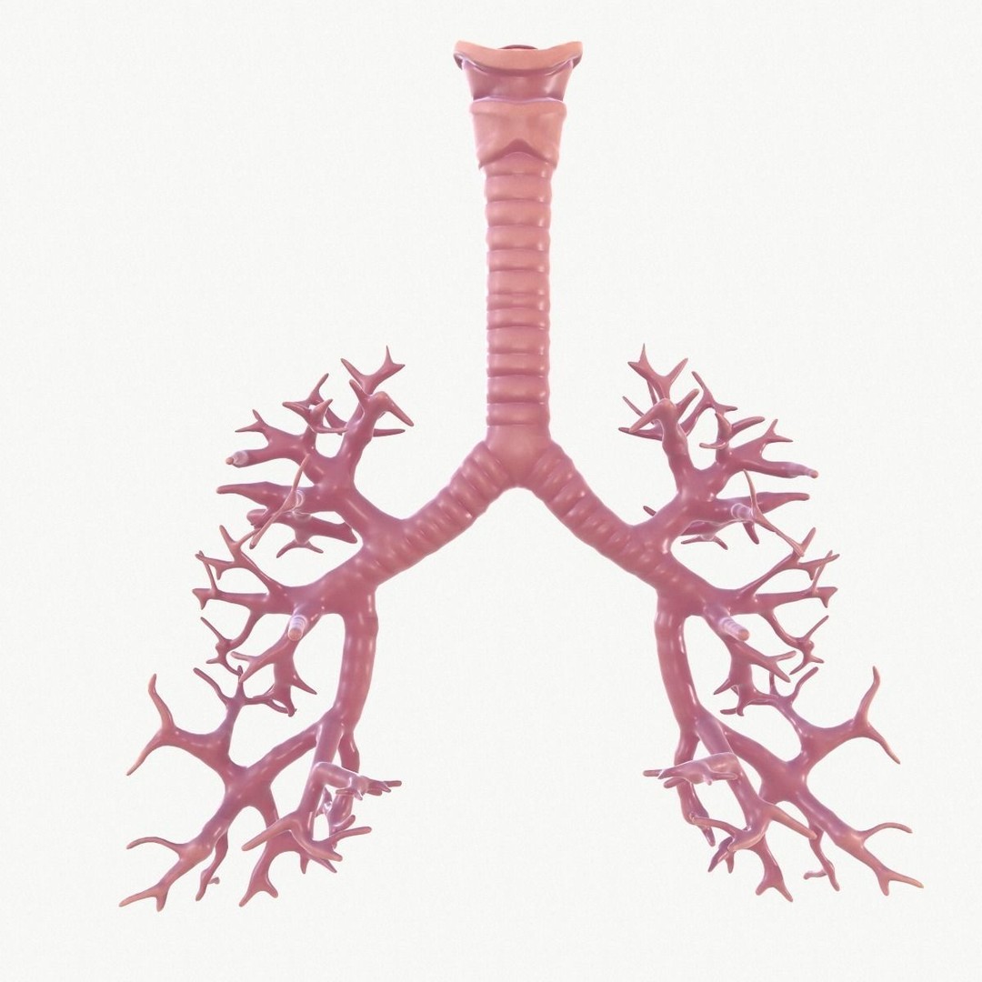 Respiratory System 3D Model – Realistic Anatomy Asset, FBX, OBJ - View 17