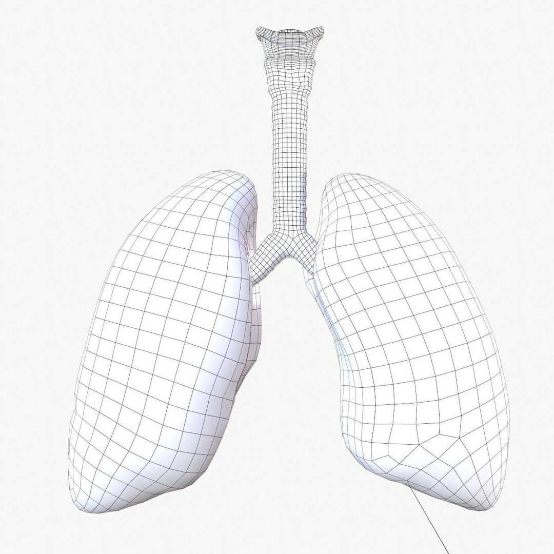 Respiratory System 3D Model – Realistic Anatomy Asset, FBX, OBJ - View 18