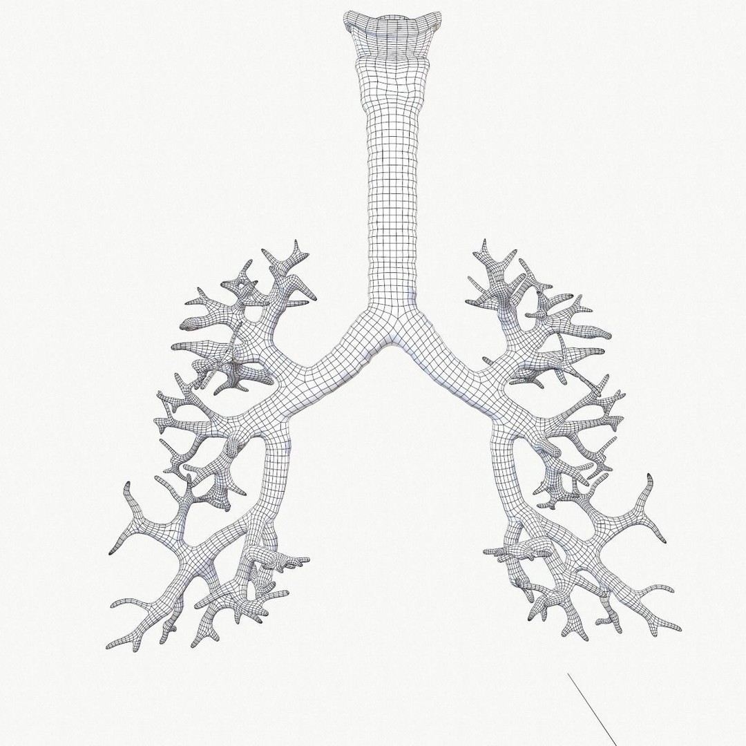 Respiratory System 3D Model – Realistic Anatomy Asset, FBX, OBJ - View 19