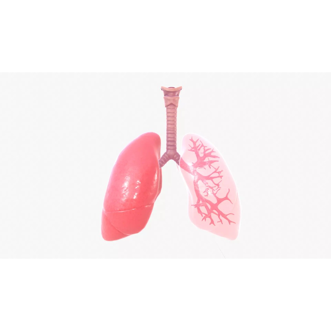 Respiratory System 3D Model – Realistic Anatomy Asset, FBX, OBJ - View 2