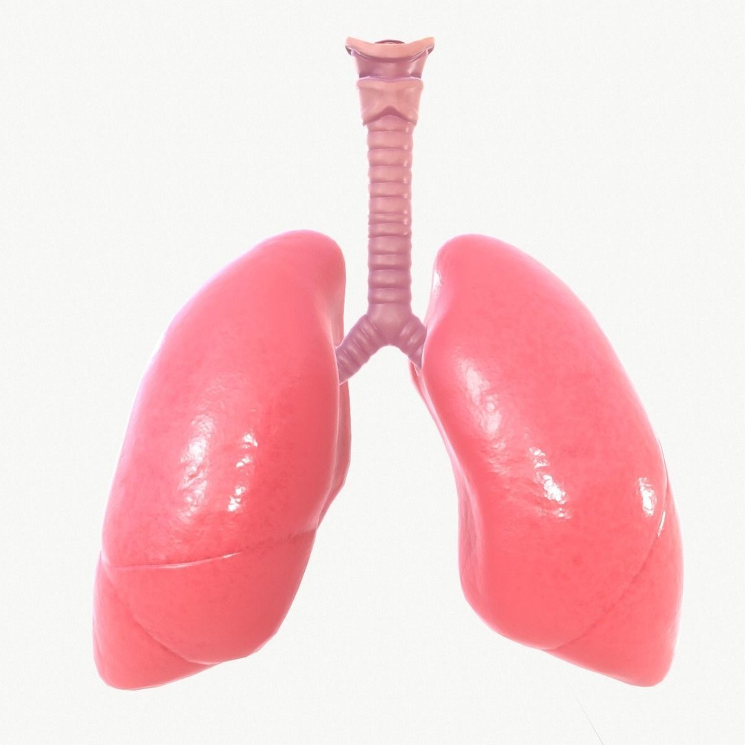 Respiratory System 3D Model – Realistic Anatomy Asset, FBX, OBJ - View 3