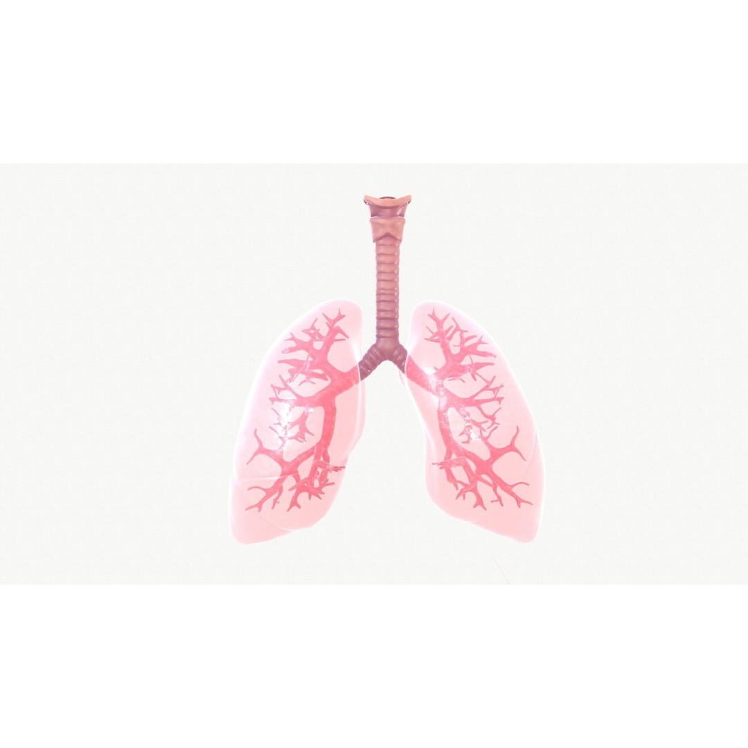 Respiratory System 3D Model – Realistic Anatomy Asset, FBX, OBJ - View 4