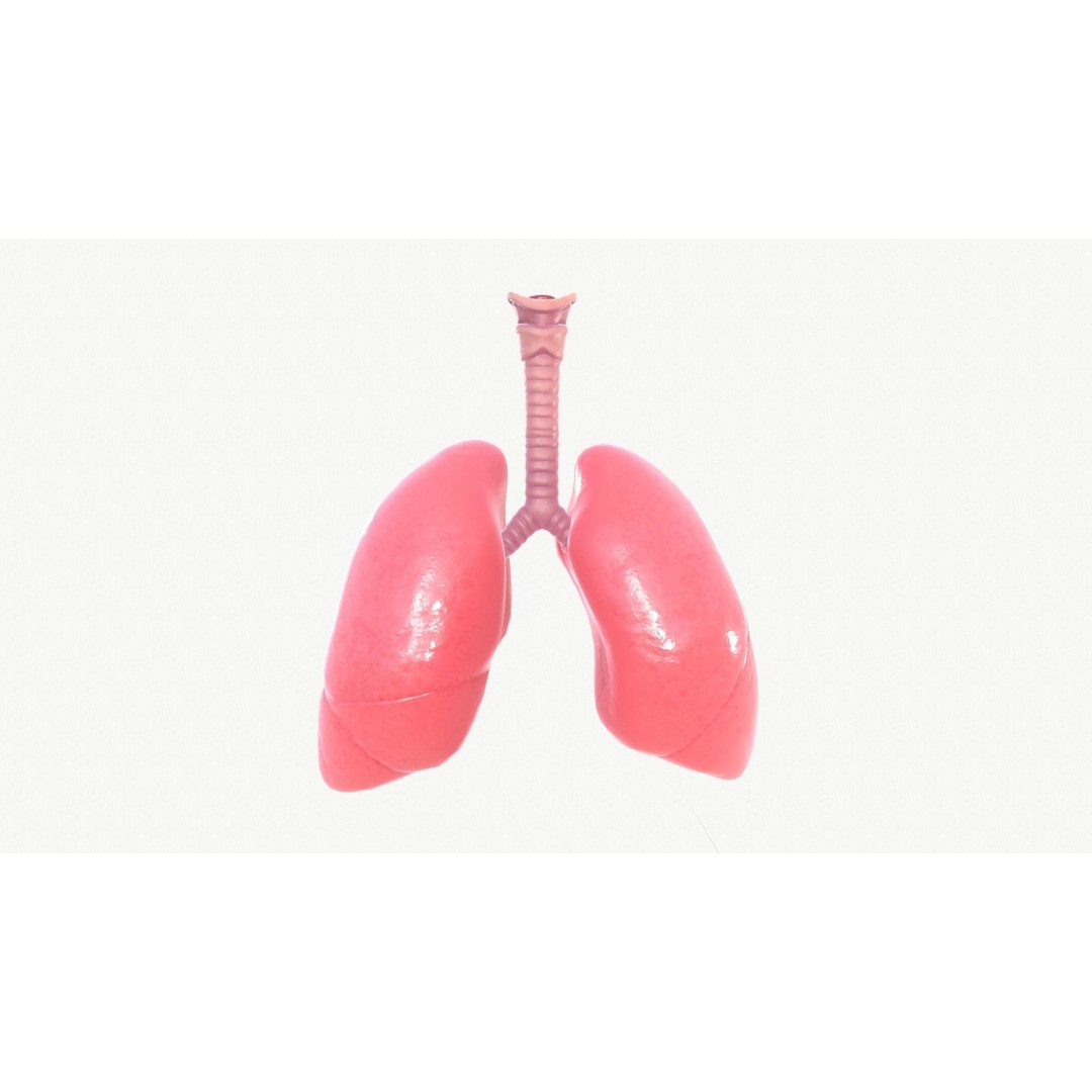 Respiratory System 3D Model – Realistic Anatomy Asset, FBX, OBJ - View 5