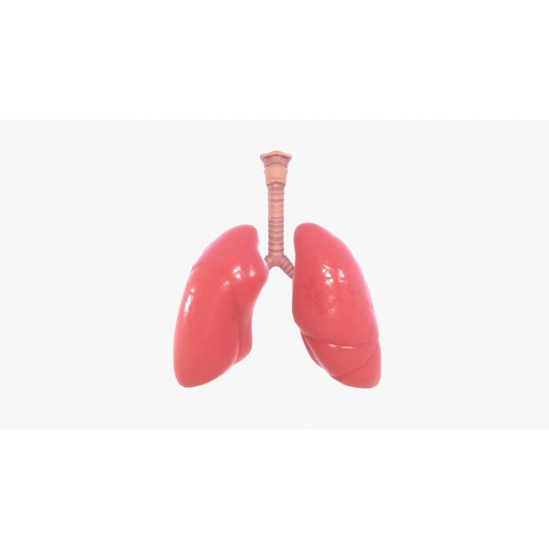 Respiratory System 3D Model – Realistic Anatomy Asset, FBX, OBJ - View 6