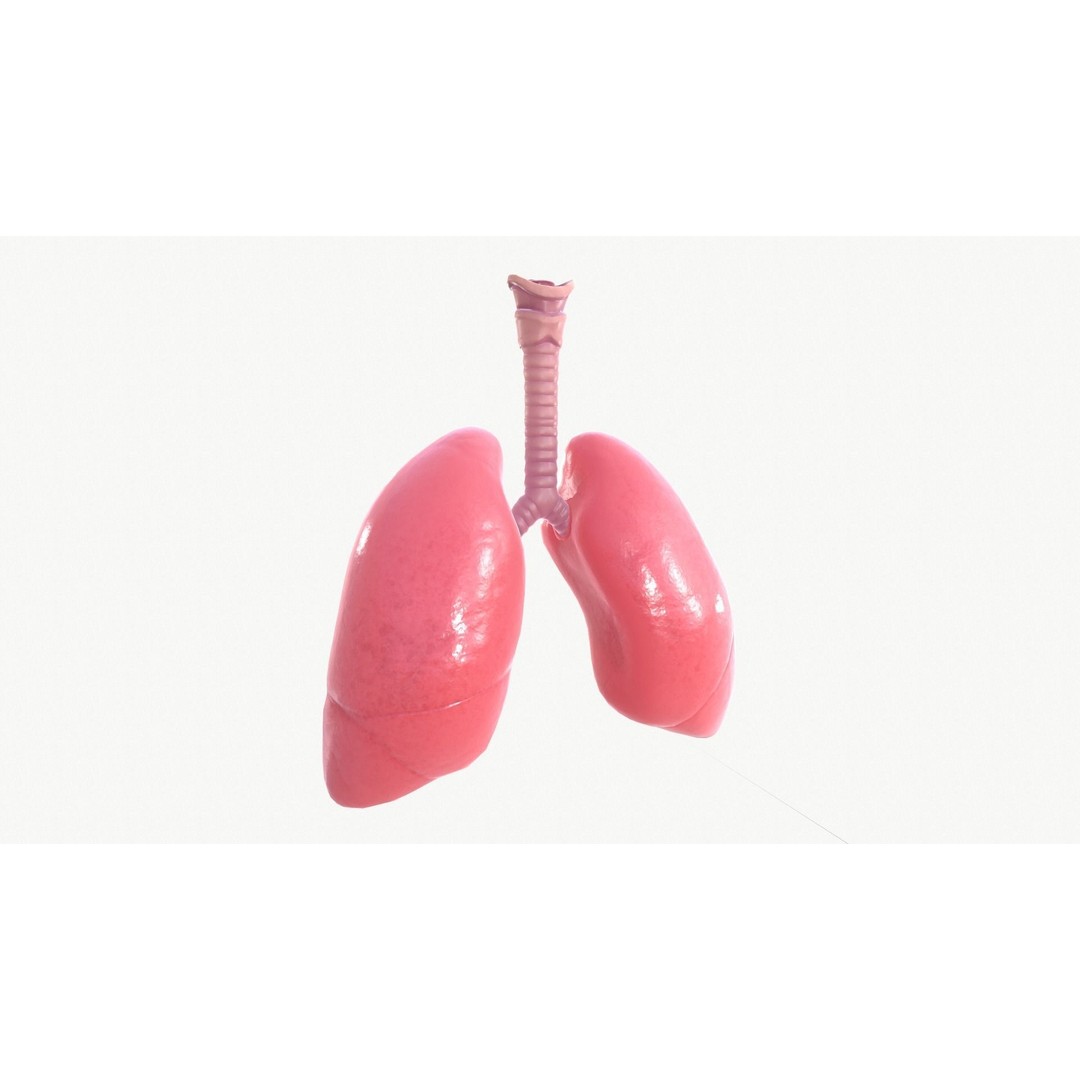 Respiratory System 3D Model – Realistic Anatomy Asset, FBX, OBJ - View 7