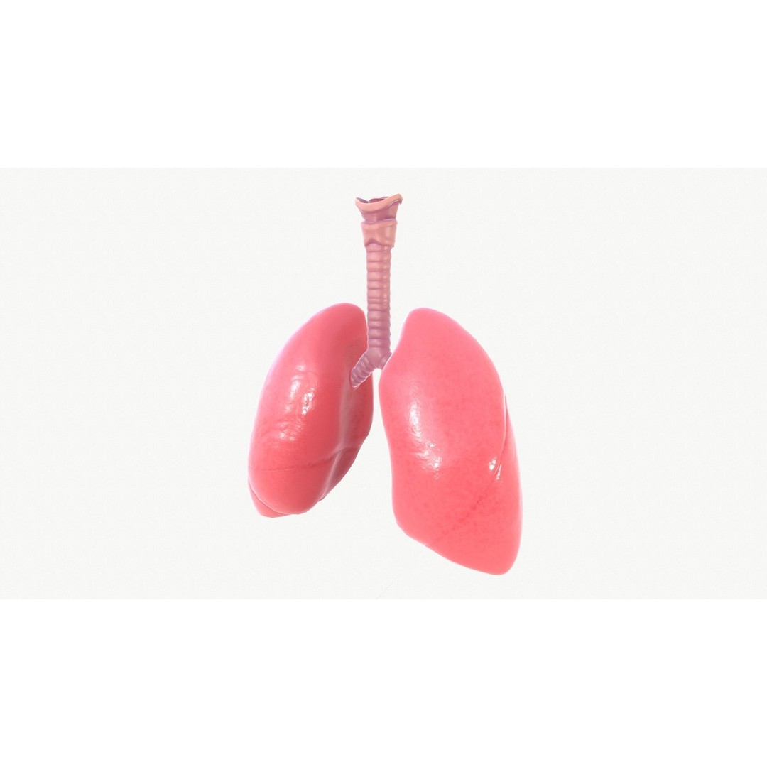 Respiratory System 3D Model – Realistic Anatomy Asset, FBX, OBJ - View 8