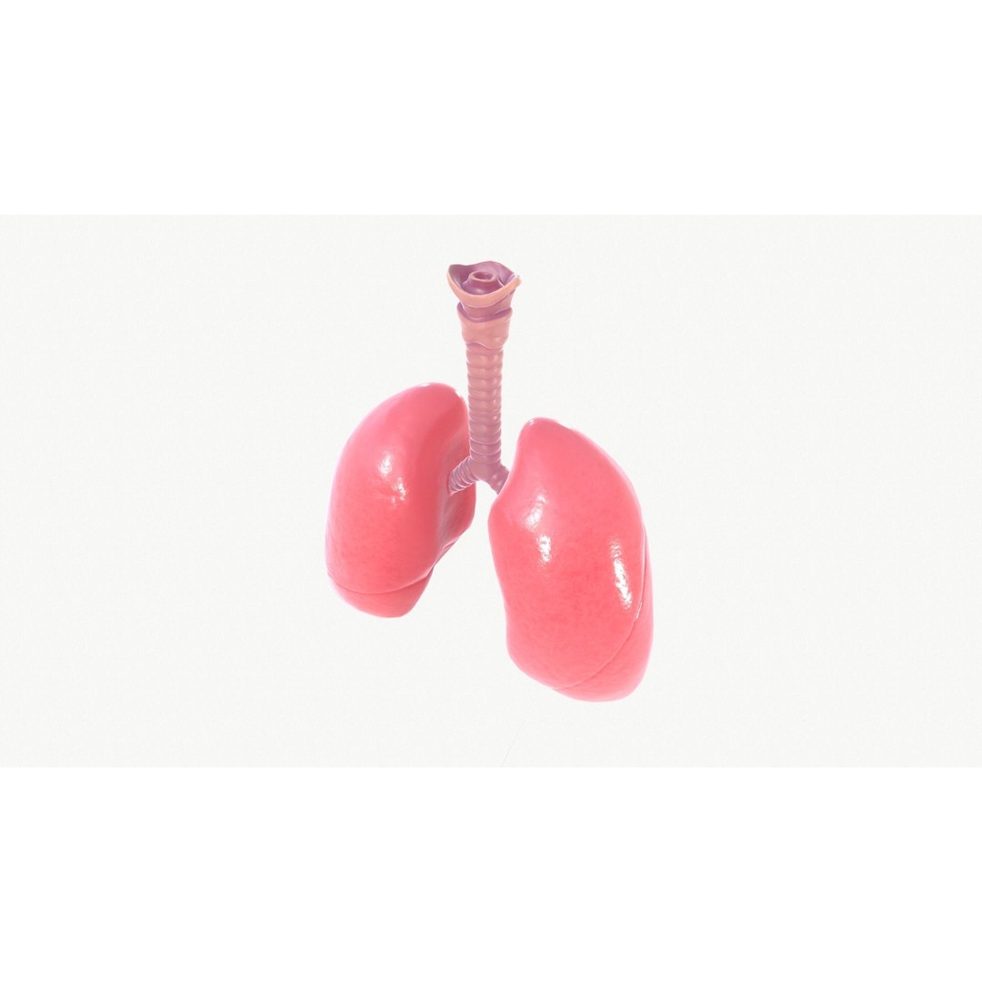 Respiratory System 3D Model – Realistic Anatomy Asset, FBX, OBJ - View 9