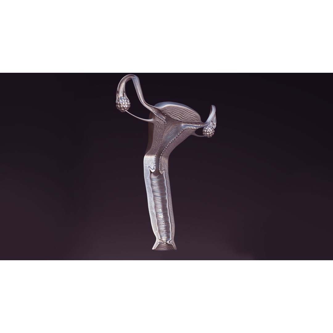 Uterus 3D Model – Low Poly Medical Asset with Animation, FBX