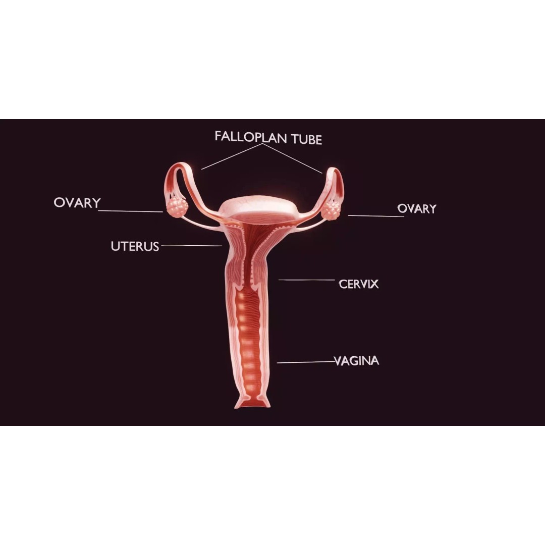 Uterus 3D Model – Low Poly Medical Asset with Animation, FBX - View 2