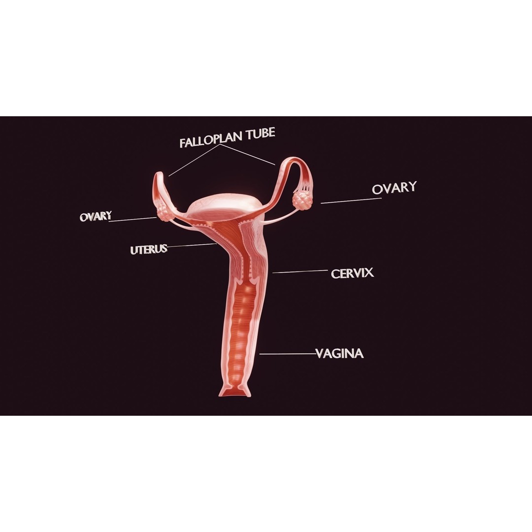 Uterus 3D Model – Low Poly Medical Asset with Animation, FBX - View 3