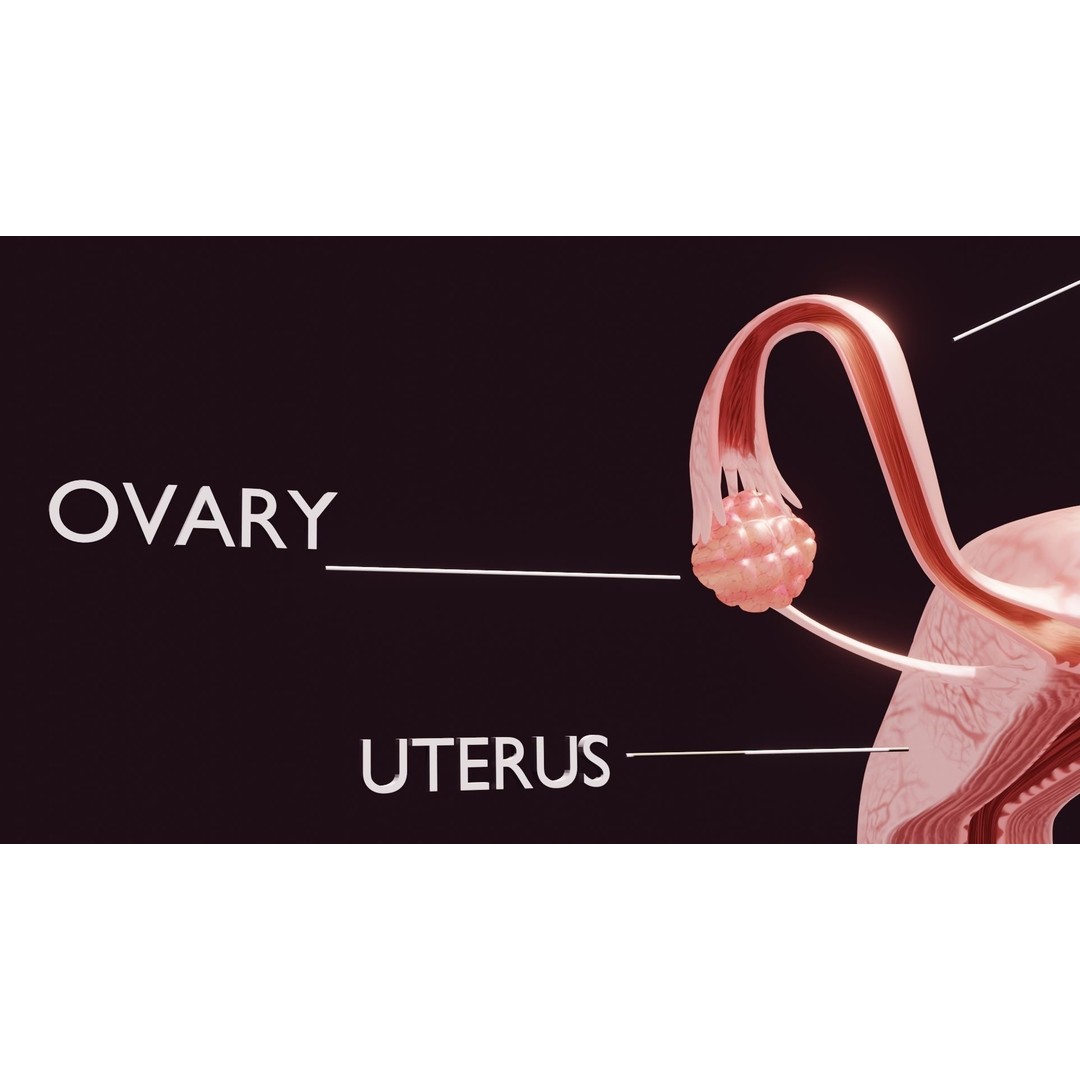 Uterus 3D Model – Low Poly Medical Asset with Animation, FBX - View 4