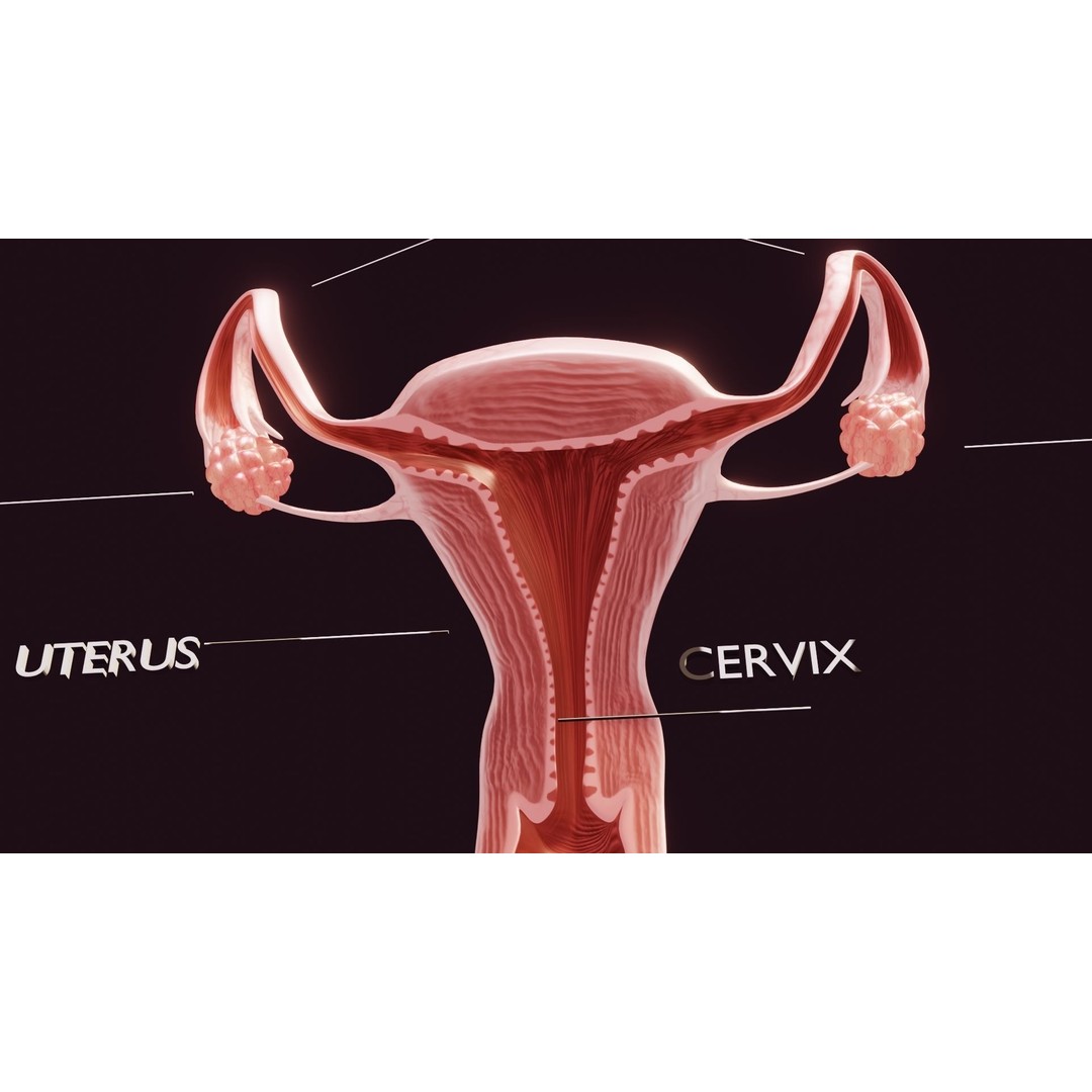 Uterus 3D Model – Low Poly Medical Asset with Animation, FBX - View 5