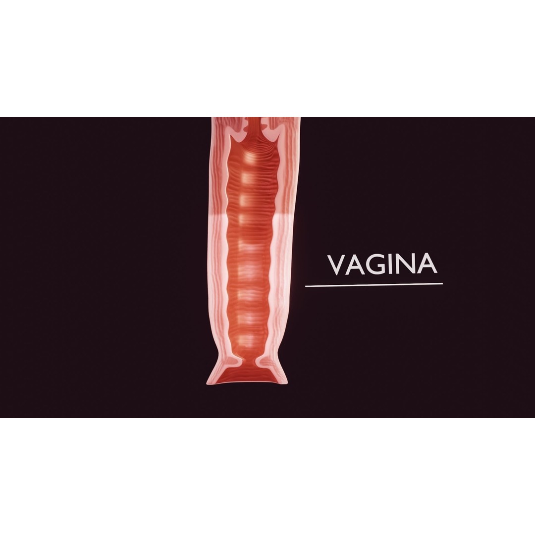Uterus 3D Model – Low Poly Medical Asset with Animation, FBX - View 6