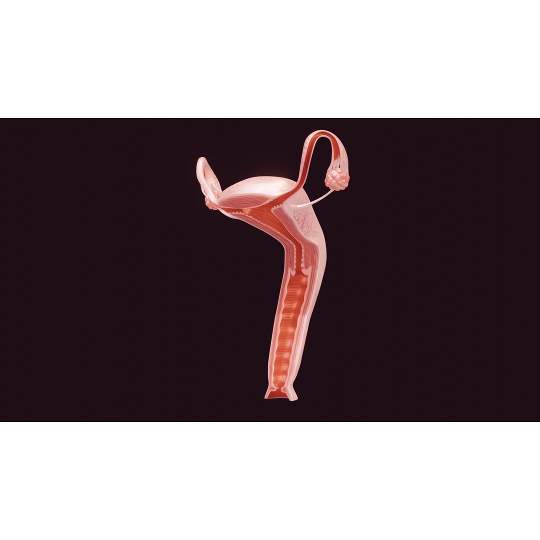 Uterus 3D Model – Low Poly Medical Asset with Animation, FBX - View 7
