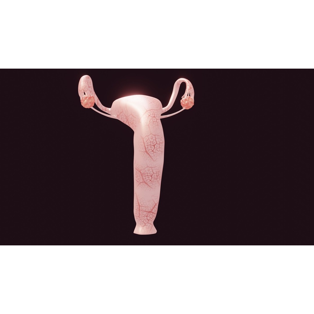 Uterus 3D Model – Low Poly Medical Asset with Animation, FBX - View 8