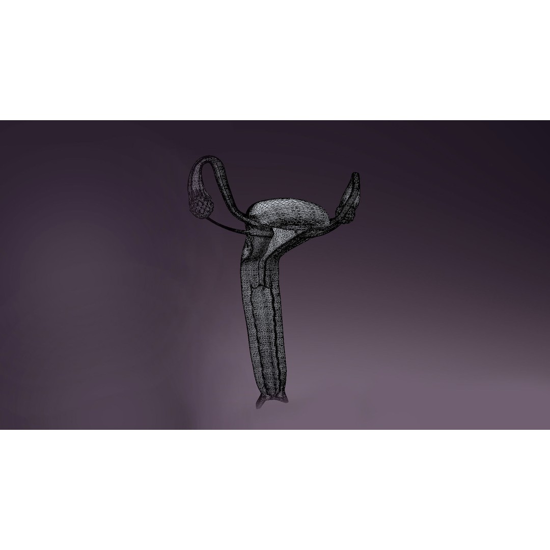 Uterus 3D Model – Low Poly Medical Asset with Animation, FBX - View 9