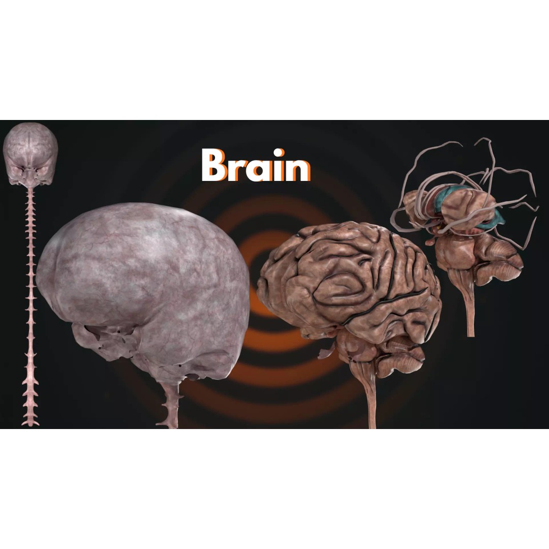 Ultimate Human Anatomy System 3D Model – High-Fidelity Anatomical Visualization, FBX & Blender