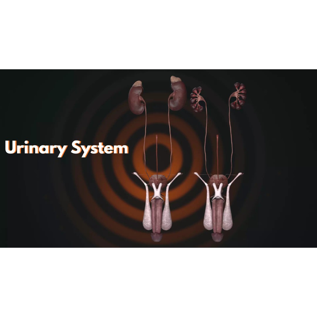 Ultimate Human Anatomy System 3D Model – High-Fidelity Anatomical Visualization, FBX & Blender - View 11