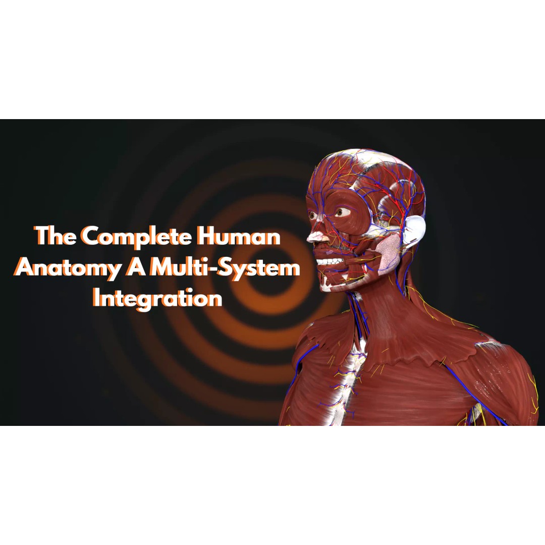 Ultimate Human Anatomy System 3D Model – High-Fidelity Anatomical Visualization, FBX & Blender - View 2