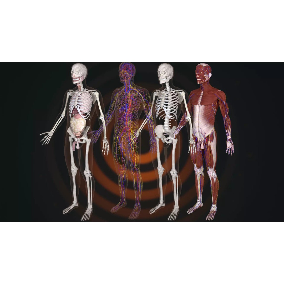 Ultimate Human Anatomy System 3D Model – High-Fidelity Anatomical Visualization, FBX & Blender - View 3