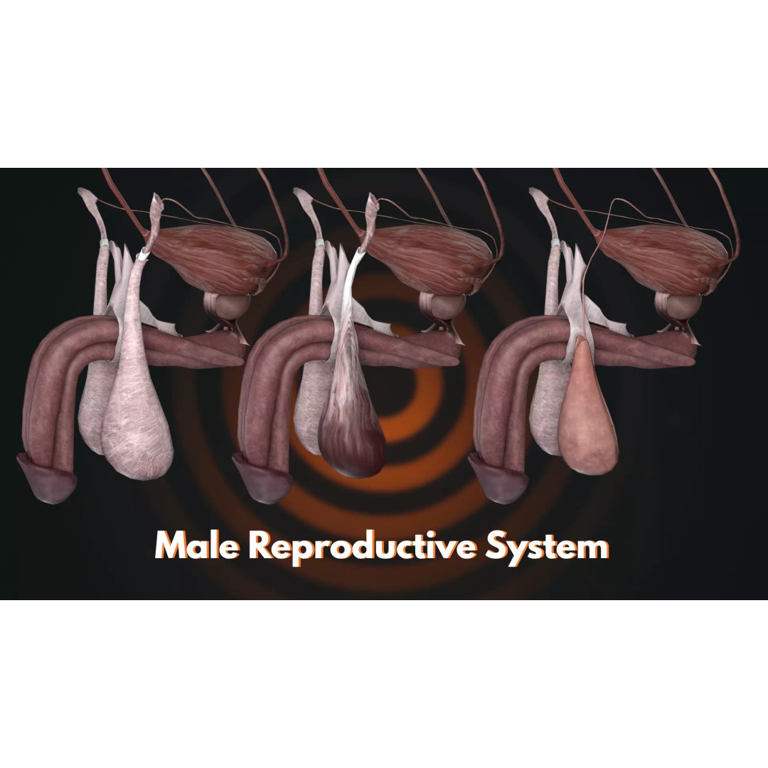 Ultimate Human Anatomy System 3D Model – High-Fidelity Anatomical Visualization, FBX & Blender - View 4