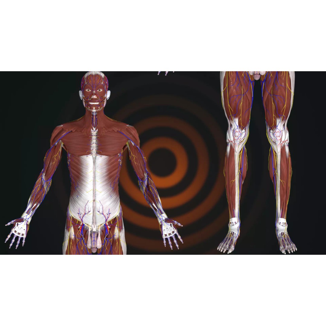 Ultimate Human Anatomy System 3D Model – High-Fidelity Anatomical Visualization, FBX & Blender - View 5