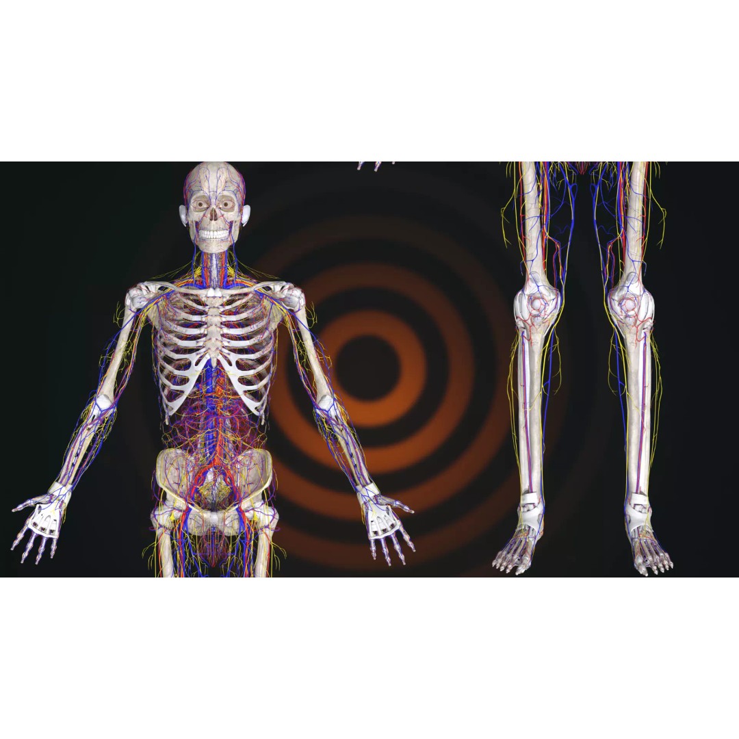 Ultimate Human Anatomy System 3D Model – High-Fidelity Anatomical Visualization, FBX & Blender - View 6