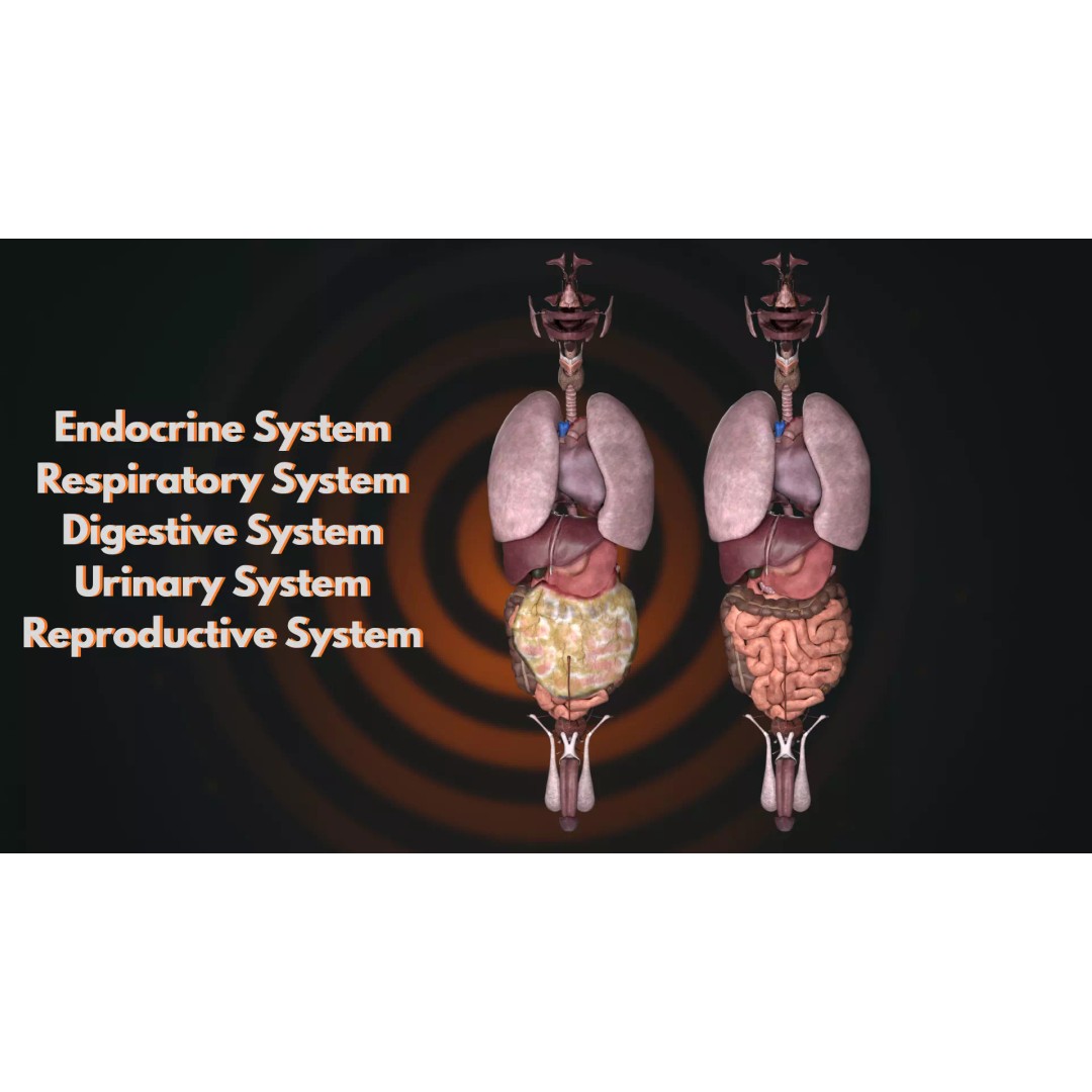 Ultimate Human Anatomy System 3D Model – High-Fidelity Anatomical Visualization, FBX & Blender - View 7