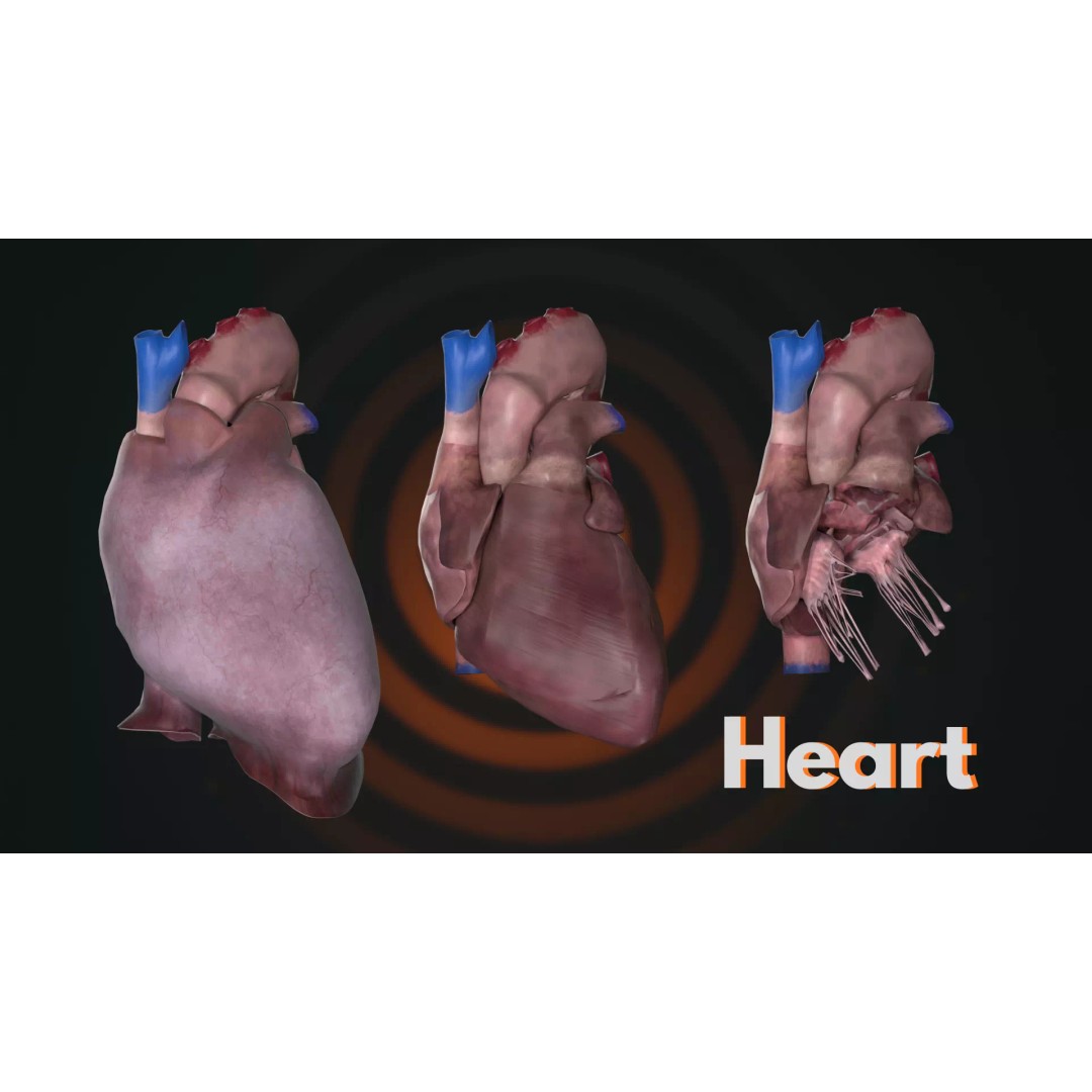 Ultimate Human Anatomy System 3D Model – High-Fidelity Anatomical Visualization, FBX & Blender - View 8