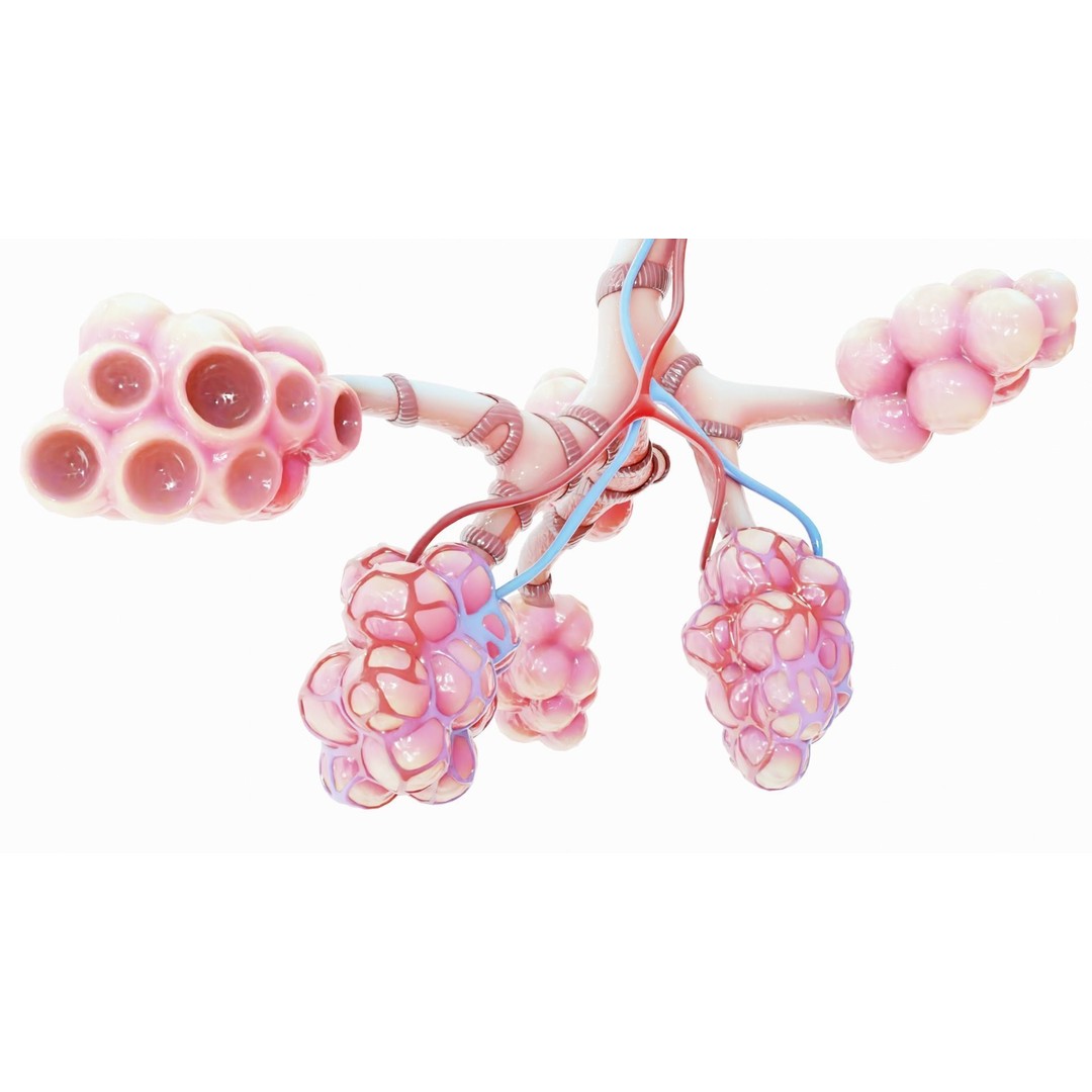 Realistic Human Bronchi Alveoli Anatomy 3D Model – PBR Medical Asset, FBX - View 10