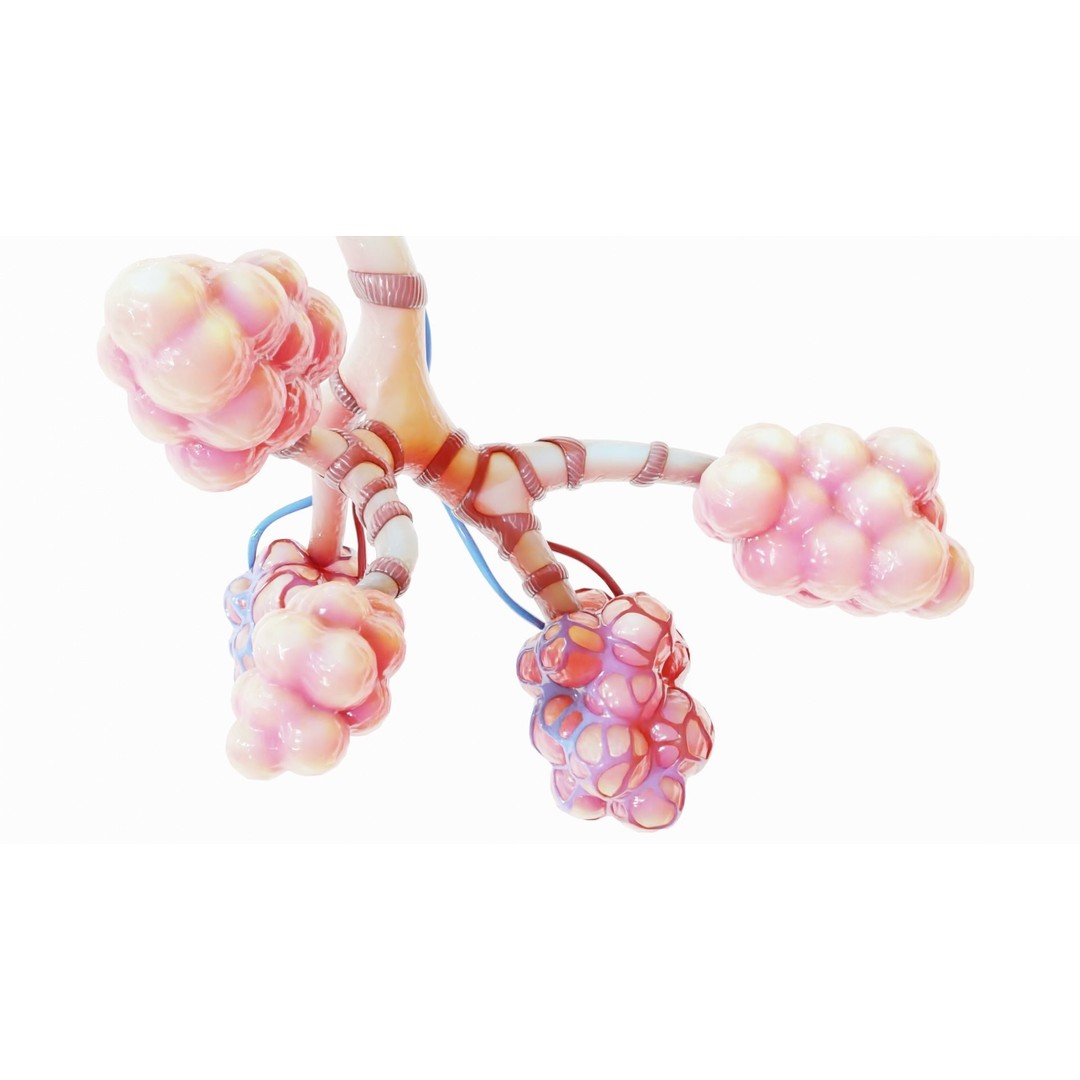 Realistic Human Bronchi Alveoli Anatomy 3D Model – PBR Medical Asset, FBX - View 11